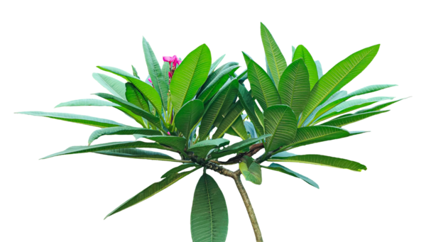 Beyaz bir zemin üzerinde çeşitli yeşil yapraklar izole edilmiş yeşil yapraklar, sağlıklı yeşilliğe sahip canlı yeşil bir tesisat bitkisi, yeşil yapraklı ve pembe yapraklı bir bitki.