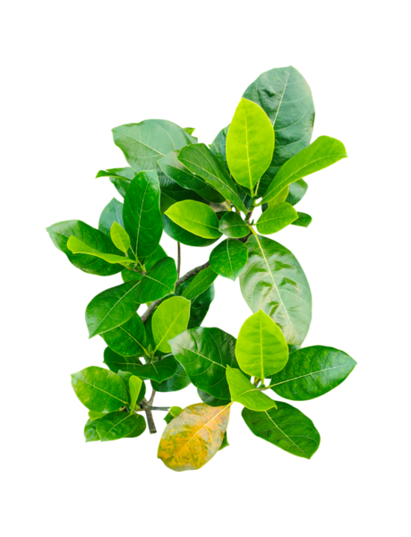 Şeffaf arka planda yeşil Jack meyve bitkisi, makro yakın planda izole taze bir meyve yaprağı dalı, bir png arka planda yeni bir bahar büyümesi anlamına gelir