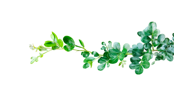 Yapraklı bir dalda bitki, taze yeşil yaprak çerçeve yakın fotoğrafçılık, taze yeşil ahşap yaprak yaprakları beyaz, yeşil bitki ve beyaz arka planda yapraklar izole,