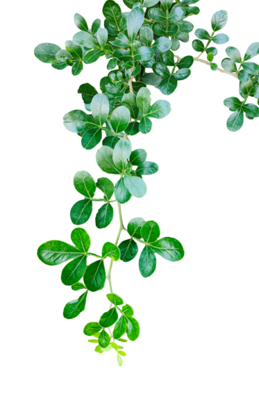 Yeşil Bitki ve Yapraklar Beyaz Arkaplanda, yeşil yapraklar şeffaf bir arka planda,