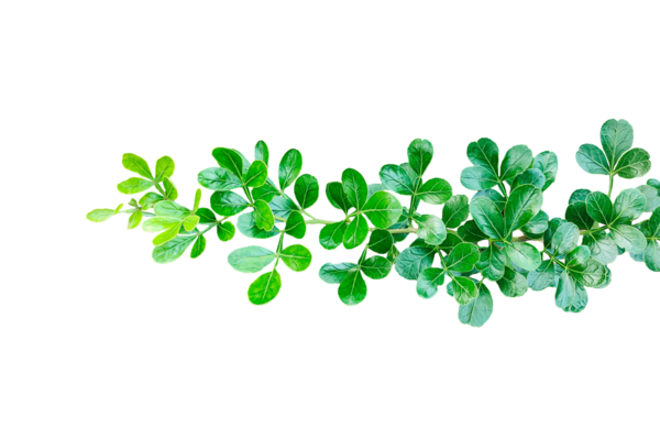 Yapraklı yeşil bitki, taze yeşil yaprak çerçeve yakın fotoğrafçılık, taze yeşil ahşap elma yaprağı yaprakları beyaz, yeşil bitki ve yapraklar üzerinde izole,