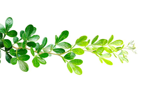 Yapraklı yeşil bitki, taze yeşil yaprak çerçeve yakın fotoğrafçılık, taze yeşil ahşap elma yaprağı yaprakları beyaz, yeşil bitki ve yapraklar üzerinde izole,