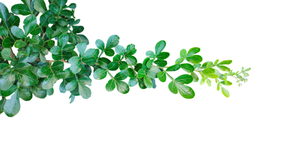 Yeşil yaprak çerçeve yakın fotoğrafçılık, taze yeşil ahşap elma yaprağı yaprakları beyaz, yeşil bitki ve yapraklar beyaz arka planda, yeşil yapraklar şeffaf bir arka planda,