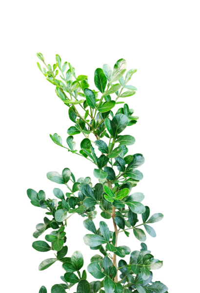 Taze yeşil ahşap elma yaprağı yaprakları beyaz, yeşil bitki ve yapraklar beyaz arka planda, yeşil yapraklar şeffaf bir arka planda,