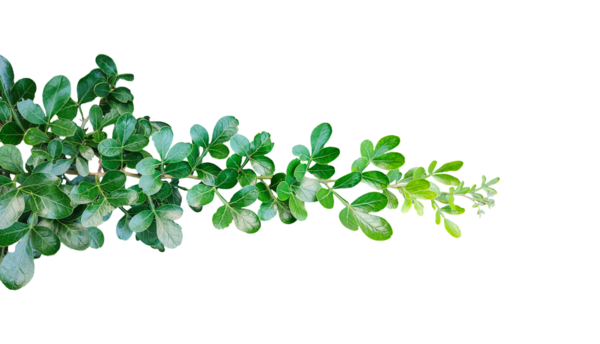 Taze yeşil yaprak çerçeve yakın fotoğrafçılık, taze yeşil ahşap elma yaprağı yaprakları beyaz, yeşil bitki ve yapraklar beyaz arka planda, yeşil yapraklar şeffaf bir arka planda,