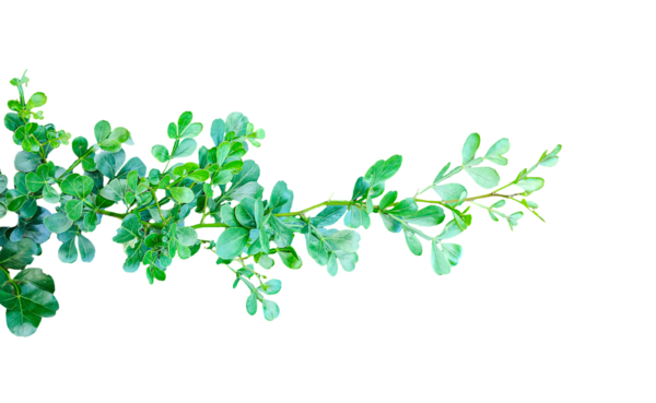 Taze yeşil yaprak çerçeve yakın fotoğrafçılık, taze yeşil ahşap elma yaprağı yaprakları beyaz, yeşil bitki ve yapraklar beyaz arka planda, yeşil yapraklar şeffaf bir arka planda,