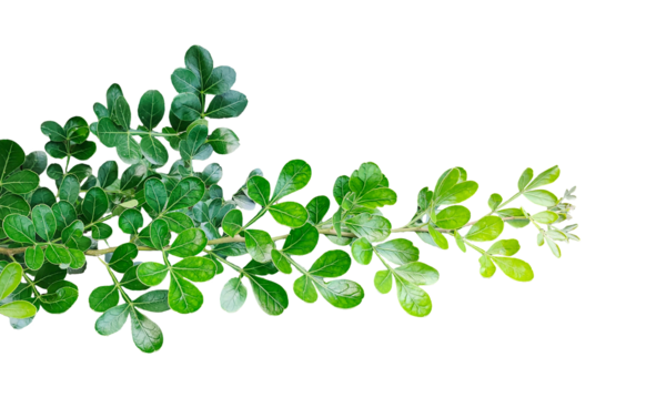 Taze yeşil yaprak çerçeve yakın fotoğrafçılık, taze yeşil ahşap elma yaprağı yaprakları beyaz, yeşil bitki ve yapraklar beyaz arka planda, yeşil yapraklar şeffaf bir arka planda,