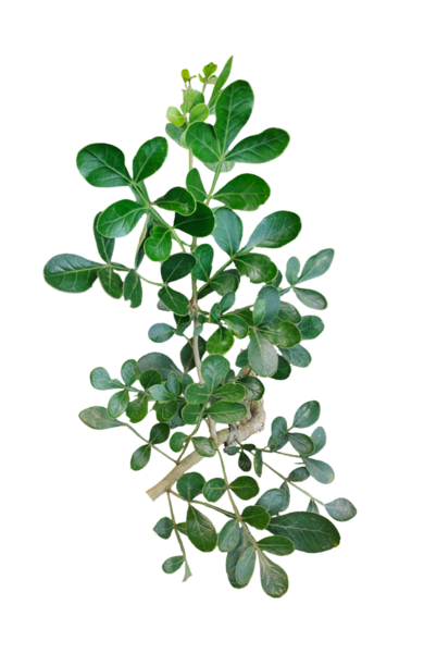 Taze yeşil yaprak çerçeve yakın fotoğrafçılık, taze yeşil ahşap elma yaprağı yaprakları beyaz, yeşil bitki ve yapraklar beyaz arka planda, yeşil yapraklar şeffaf bir arka planda,