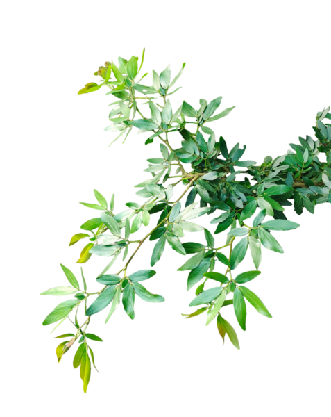 Biberiye dalı, arka planda taze otlar, beyaz arkaplanda izole edilmiş taze biberiye ağacı dalı.,