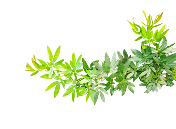 Biberiye dalı, arka planda taze otlar, beyaz arkaplanda izole edilmiş taze biberiye ağacı dalı.,