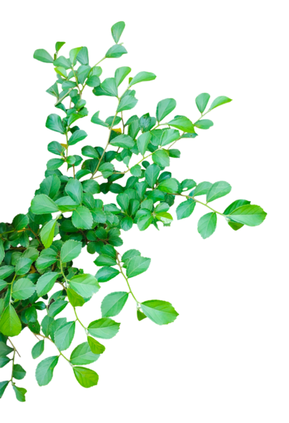 Şeffaf arkaplan üzerinde ağaç dalı olan yeşil bitki, PNG şeffaf arkaplan üzerinde izole yeşil yapraklar,