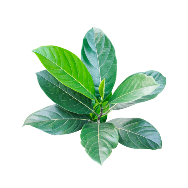 Makro çekimde izole edilmiş taze bir meyve yaprağı dalı beyaz arka planda yeni bir bahar gelişimini temsil eder.