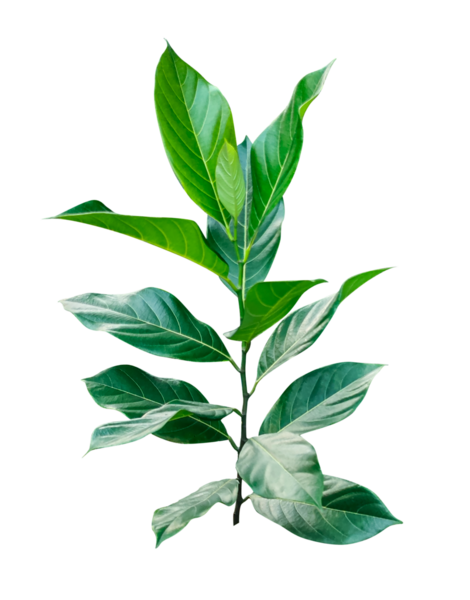 Makro çekimde izole edilmiş taze bir meyve yaprağı dalı beyaz arka planda yeni bir bahar gelişimini temsil eder.