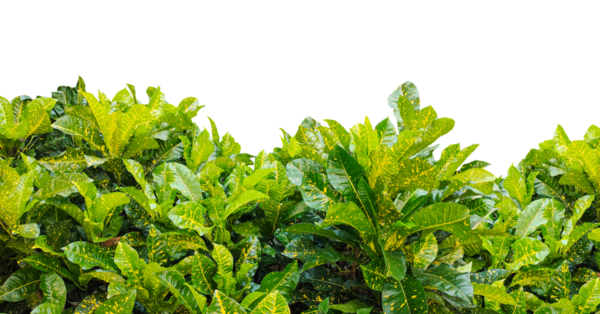 Yeni maydanoz sürüsü png arka planda izole edilmiş, üzerinde yapraklar olan yeşil bir bitki