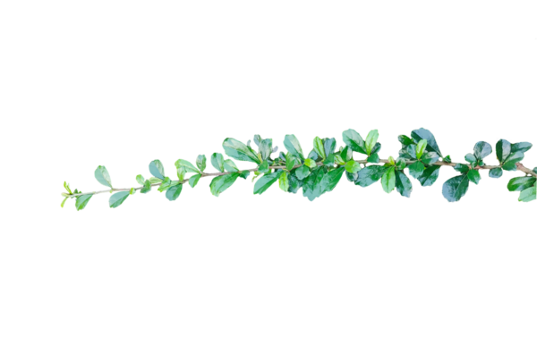 Png arkaplanda yeşil yapraklar, beyaz arkaplanda yeşil yapraklar