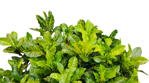 Yeni maydanoz sürüsü png arka planda izole edilmiş, üzerinde yapraklar olan yeşil bir bitki