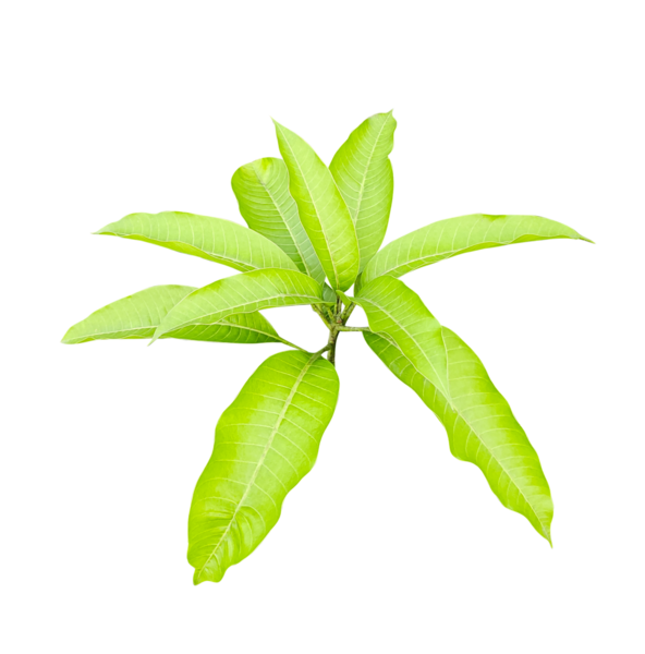 İzole edilmiş taze yeşil yapraklar, ilkbahar yapraklarının doğal bir kaplaması, izole edilmiş taze yeşil yapraklar, bahar yapraklarının doğal bir makro kaplaması.