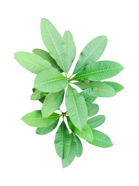 Ağaç dallı taze yeşil yapraklar izole edilmiş taze nane yaprakları aromatik bitkisel tazelik sunar.