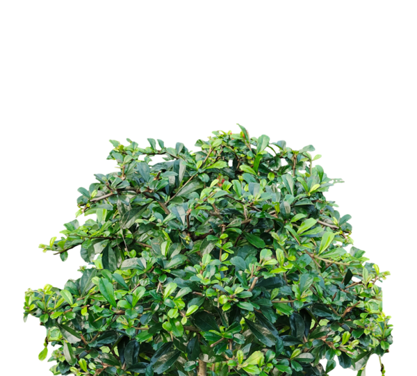 Taze maydanoz sürüsü, beyaz arka planda izole edilmiş maydanoz sürüsü.