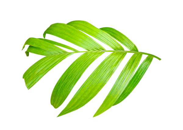 Beyaz Arkaplanda taze yeşil yaprakları olan bir palmiye bitkisi, tropik ve botanik tasarımlar için mükemmel yeşil bir palmiye yaprağının yakın çekimi, beyaz arkaplanda izole edilmiş taze yeşil yapraklar.