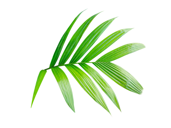 Beyaz Arkaplanda taze yeşil yaprakları olan bir palmiye bitkisi, tropik ve botanik tasarımlar için mükemmel yeşil bir palmiye yaprağının yakın çekimi, beyaz arkaplanda izole edilmiş taze yeşil yapraklar.