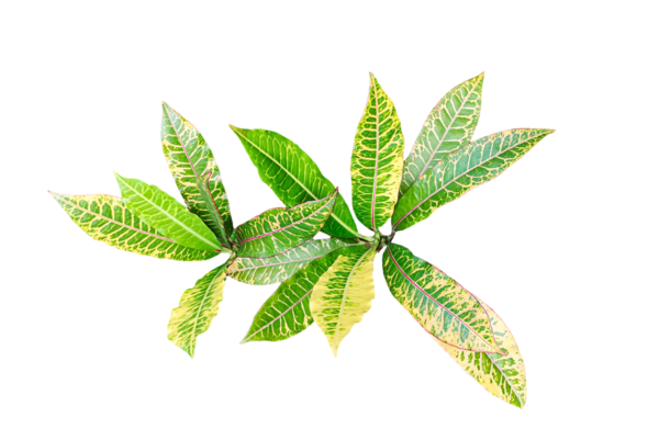 Şeffaf bir arka planda yeşil yapraklı bir bitki, png 'de izole edilmiş yeşil ısırgan otu yaprağı, doğal bir bitkisel yaprak.