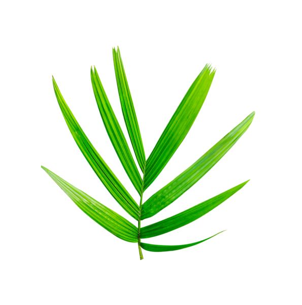 Beyaz arka planda izole edilmiş yeşil palmiye yaprakları, canlı yeşil bir palmiye yaprağının yakın çekimi tropikal ve botanik tasarımlar için mükemmel, beyaz arka planda izole edilmiş taze yeşil yapraklar.