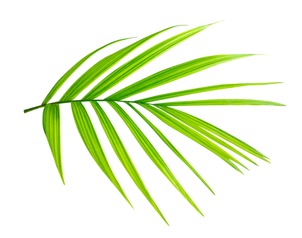 Beyaz arka planda izole edilmiş yeşil palmiye yaprakları, canlı yeşil bir palmiye yaprağının yakın çekimi tropikal ve botanik tasarımlar için mükemmel, beyaz arka planda izole edilmiş taze yeşil yapraklar.