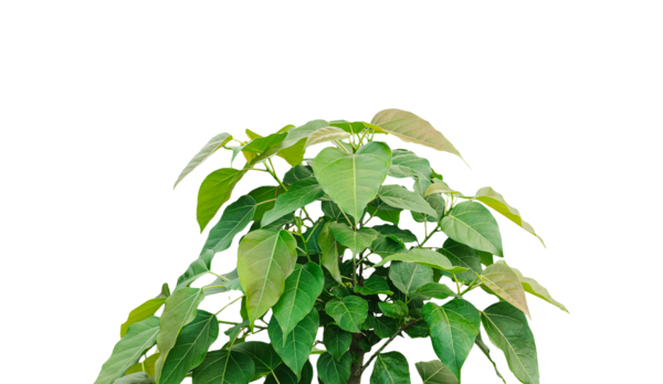 Yeşil yapraklı taze banyan ağacı beyaza izole edilmiş, doğal bitkisel bir bileşen.,