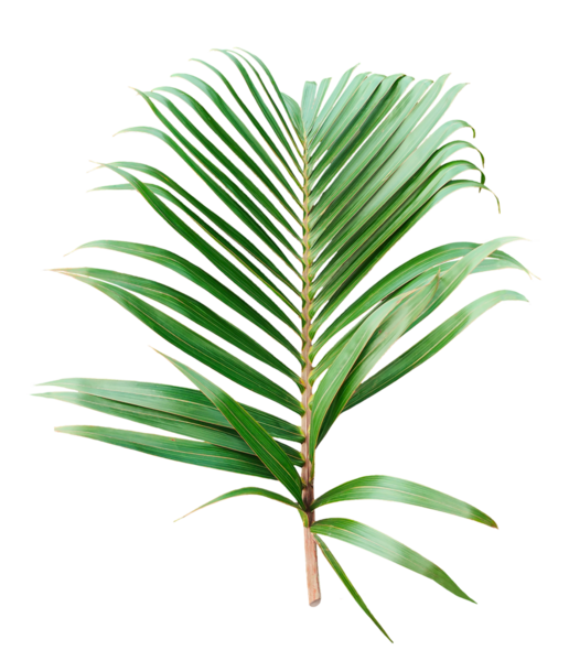 Beyaz üzerinde yeşil palmiye ve ağaç yaprakları, şeffaf bir zemin üzerinde izole edilmiş yeşil tropikal yaprak, taze palmiye yaprağı izole