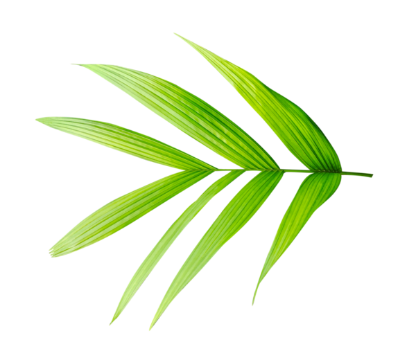 Yeşil bir betelnut ağacı, png üzerinde izole edilmiş bir yaprak, beyaz zeminde izole edilmiş taze yeşil yapraklı bir palmiye ağacı, canlı yeşil bir palmiye yaprağının yakın çekimi tropikal ve botanik tasarımlar için mükemmel.