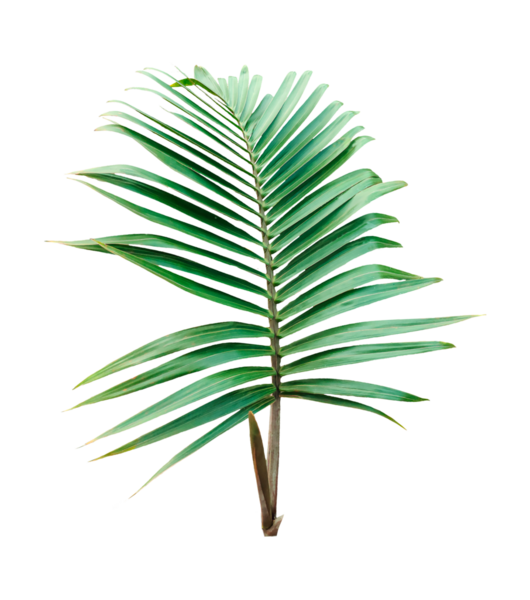 İzole edilmiş yeşil palmiye yaprakları ve eğreltiotu yaprakları, tropikal bitkiler, png arka planında izole edilmiş taze palmiye yaprakları.,