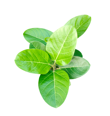 Taze yeşil banyan yaprakları, organik bir bitki, beyaz arka planda izole edilmiş.