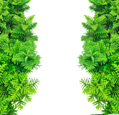 Yeşil eğreltiotu çerçevesi şeffaf arka planda, yeşil yapraklar çam ve köknar dalları ile bir bayram tasarımı için yeşil yapraklar çerçeve,