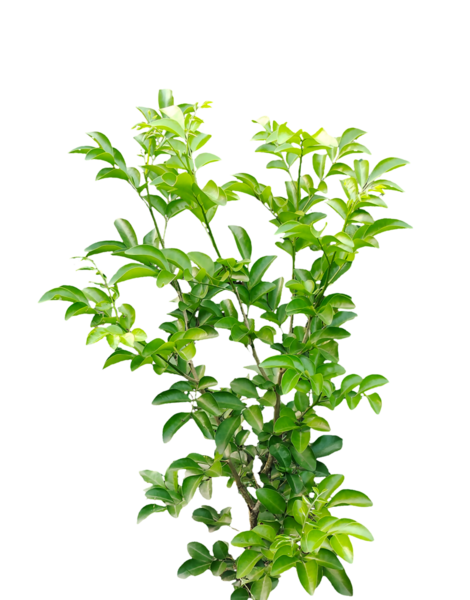 Yeşil yapraklı bir bitki, taze bitkiler, maydanoz ve kekik gibi taze yeşil otlar, beyaz bir arka planda izole edilmiş.