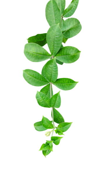 png üzerinde izole yeşil yaprak, taze yeşil bitki yaprağı veya beyaz arkaplanda izole edilmiş dal