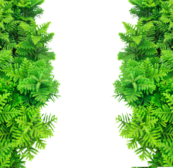 Yeşil eğreltiotu çerçevesi şeffaf arka planda, yeşil yapraklar çam ve köknar dalları ile bir bayram tasarımı için yeşil yapraklar çerçeve,