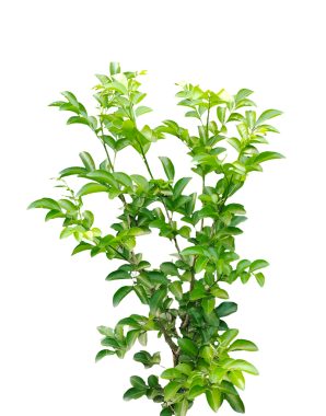 Yeşil yapraklı bir bitki, taze bitkiler, maydanoz ve kekik gibi taze yeşil otlar, beyaz bir arka planda izole edilmiş.