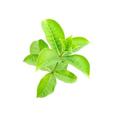 Taze yeşil yapraklar beyaz bir zemin üzerinde taze yeşil organik nane yaprakları yalıtılmış png