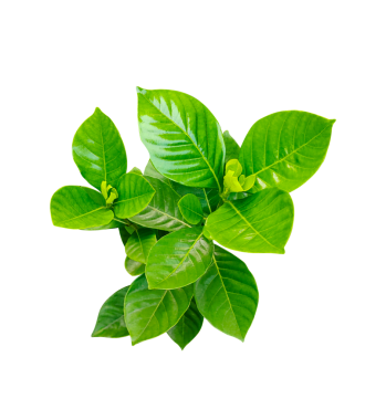 Bir bitkide yeşil yapraklar, png görüntü, png arka planda taze yeşil fesleğen yaprakları, doğal bir organik bitki, taze fesleğen yaprakları