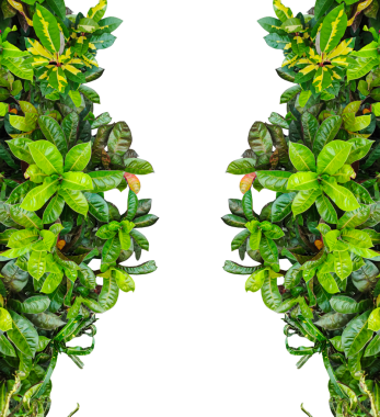  Yeşil yaprakların çerçevesi, yeşil yapraklar doğal bir sınır oluşturur. Tasarımınızı taze, canlı bahar yapraklarıyla çerçeveler.