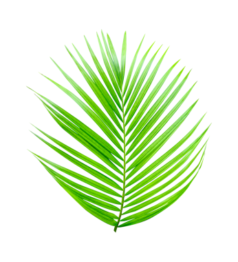 Şeffaf arka planda betel fındık yaprağı, taze yeşil bitki yaprağı, png 'de doğal ve izole, doğa yaprağı vektörü için mükemmel.,