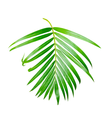 Şeffaf arkaplanda betel fındık yaprağı, şeffaf arkaplanda palmiye yaprağı, beyaz arkaplanda yeşil yapraklar ve doğal yaprakları gösteren bitkiler.