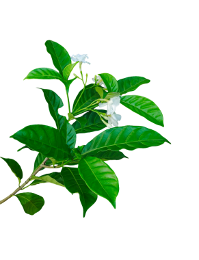 Japon çay ağacı, yeşil yapraklar, beyaz çiçekler, Japon çay ağacı, beyaz arka planda izole edilmiş taze yeşil bitki yaprakları, doğal bahar büyümesi ve güzel botanik örnekleri.