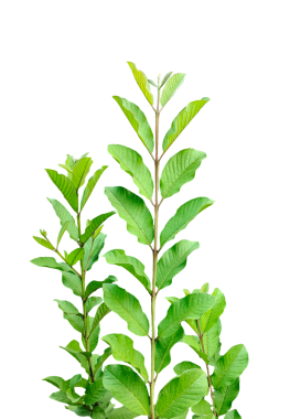 Yeşil guava yaprakları png, taze yeşil yapraklar, şeffaf arkaplanda yeşil guava bitkisi,