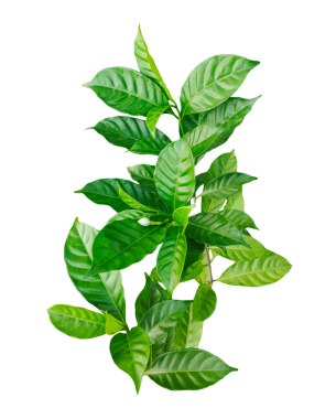 Yeşil yapraklar ve bitkiler beyaz bir arka planda izole edilmiş taze yapraklar ve doğanın güzelliğini sergiliyorlar.