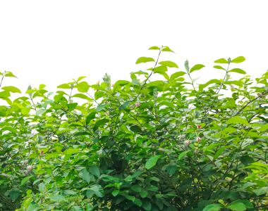 Şeffaf arka planda yaprakları olan yeşil çalılar, taze yeşil yapraklar çerçeve, bahçede yeşil bitkiler, bir bitkinin yeşil yaprakları,