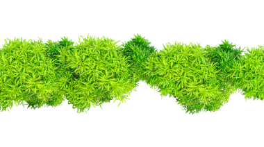 Yeşil çimenler izole, yeşil çimen bitkileri şeffaf bir arka planda, taze yeşil bitki yaprakları, maydanoz gibi, beyaz bir arka planda izole edilmiş.,