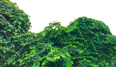 Duvarda yeşil bir sarmaşık, üzerinde ağaçlar ve çalılar olan yeşil bir tarla, üzerinde bitkiler olan yeşil bir duvar, yeşil sarmaşık yaprakları çerçevesi, yeşil yapraklı bir çalı, beyaz bir sırtüstü taze yeşil bitki yaprakları