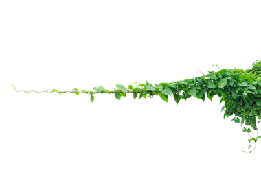 Canlı Yeşil Sarmaşık, Beyaz Arkaplan 'a Karşı Yeşil Sarmaşık. Beyaz arka planda taze yaprakları olan, doğal büyüme ve bahar yapraklarını somutlaştıran yeşil bir bitki dalı.